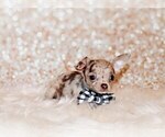 Small #3 Chihuahua