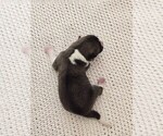 Small Photo #25 Akita Puppy For Sale in STRAFFORD, MO, USA