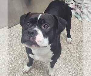 Oden - Male Boxer-Unknown Mix Dog for Adoption - Photo #2