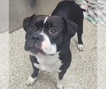 Small Photo #2 Boxer-Unknown Mix Puppy For Sale in Martinsburg, WV, USA
