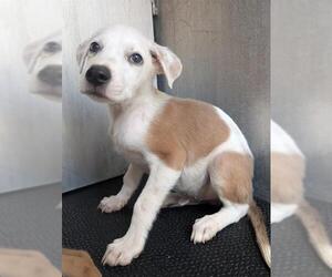 Labrador Retriever-Unknown Mix Dogs for adoption in San Antonio, TX, USA