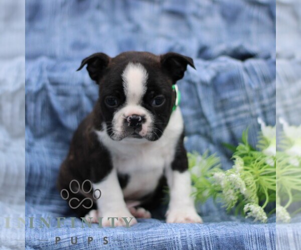 Medium Photo #1 Boston Terrier Puppy For Sale in PORT ROYAL, PA, USA