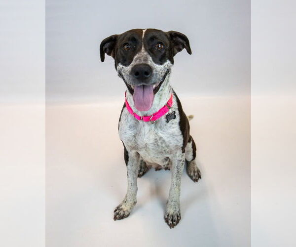 Medium Photo #8 Lab-Pointer Puppy For Sale in Kennesaw, GA, USA