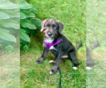Small #2 Mutt