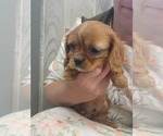 Puppy Baylor Cavalier King Charles Spaniel
