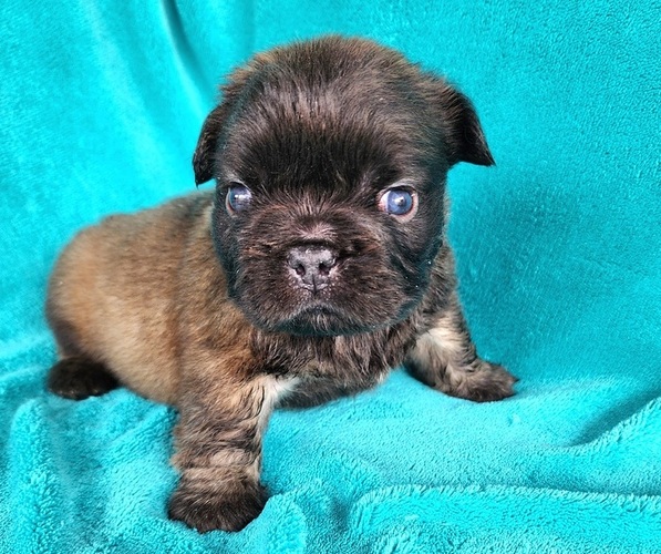 Medium Photo #5 French Bulldog Puppy For Sale in LAS VEGAS, NV, USA