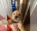 Small Photo #4 Golden Retriever Puppy For Sale in ELLSWORTH, KS, USA