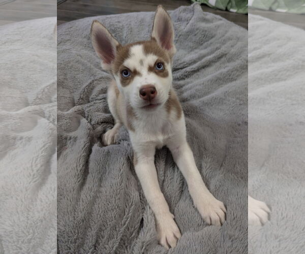 Medium Photo #2 Siberian Husky Puppy For Sale in PIPE CREEK, TX, USA