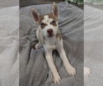 Small #1 Siberian Husky