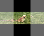 Small Photo #1 Brussels Griffon Puppy For Sale in NILES, MI, USA