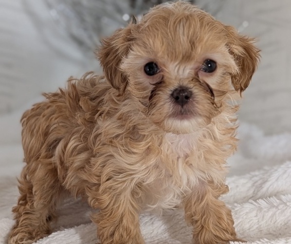 Medium Photo #21 Cavapoo (Miniature) Puppy For Sale in GOSHEN, IN, USA