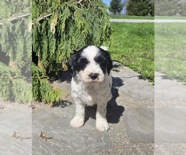Medium Photo #6 Tibetan Terrier Puppy For Sale in WATERLOO, NY, USA