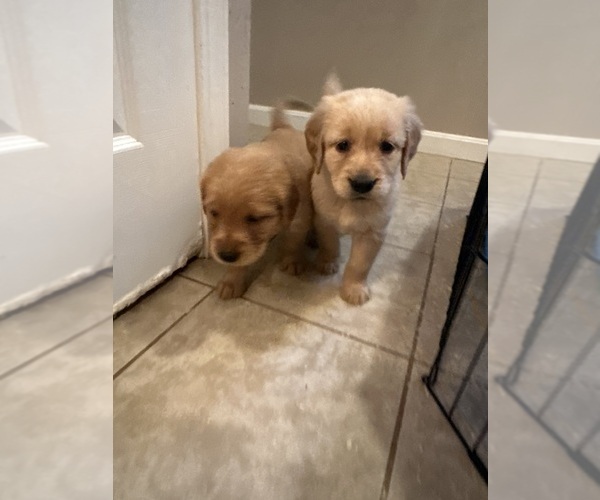 Medium Photo #1 Golden Irish-Golden Retriever Mix Puppy For Sale in SOUTH WATERFORD, ME, USA