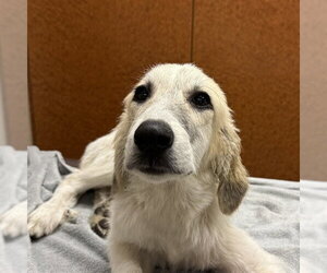 Great Pyrenees-Unknown Mix Dogs for adoption in Rancho Cucamonga, CA, USA