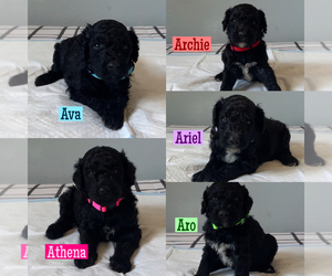 Poodle (Standard) Puppy for sale in EXETER, CA, USA