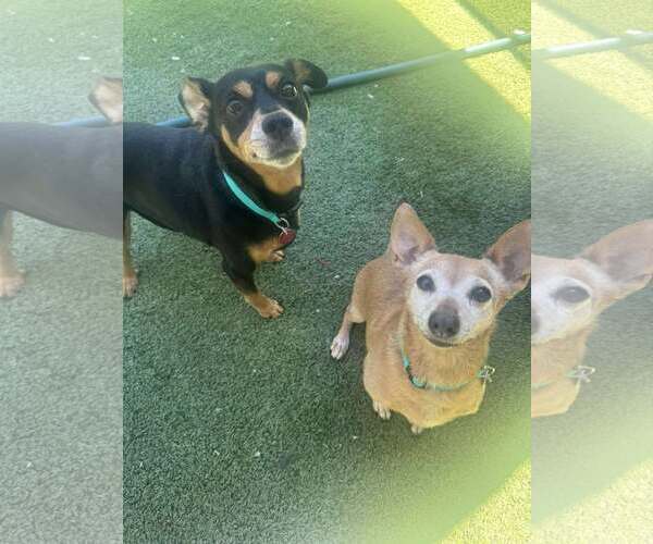 Medium Photo #4 Chihuahua-Unknown Mix Puppy For Sale in Tempe , AZ, USA