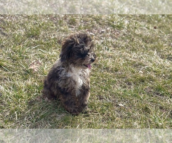 Medium Photo #10 Poodle (Toy) Puppy For Sale in WARSAW, IN, USA