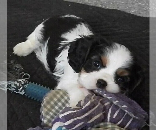 Medium Photo #3 Cavalier King Charles Spaniel Puppy For Sale in CARLISLE, KY, USA