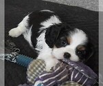 Small #2 Cavalier King Charles Spaniel