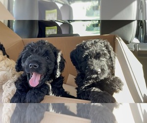Australian Labradoodle Puppy for sale in BOWLING GREEN, OH, USA