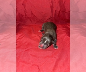 American Pit Bull Terrier Puppy for sale in TRENTON, NJ, USA