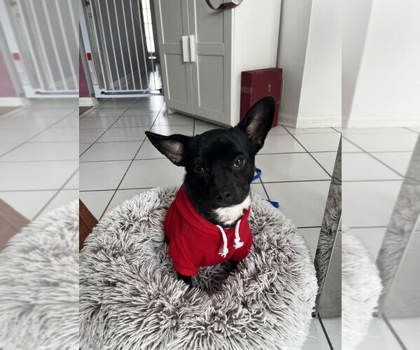 Medium Photo #3 Chug Puppy For Sale in Mundelein, IL, USA