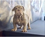 Small Photo #14 English Bulldog Puppy For Sale in GLENDALE, CA, USA