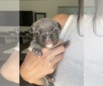 Small #8 French Bulldog