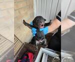 Small Labrador Retriever Mix