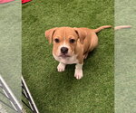 Chia - Female Olde Bulldog Dog for Adoption - Small photo