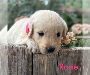 English Cream Golden Retriever-Labrador Retriever Mix Puppy for Sale in WACO, Texas USA