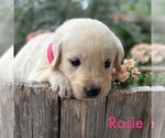 Small Photo #1 English Cream Golden Retriever-Labrador Retriever Mix Puppy For Sale in WACO, TX, USA