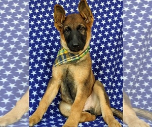 German Shepherd Dog Puppy for sale in ELKTON, MD, USA