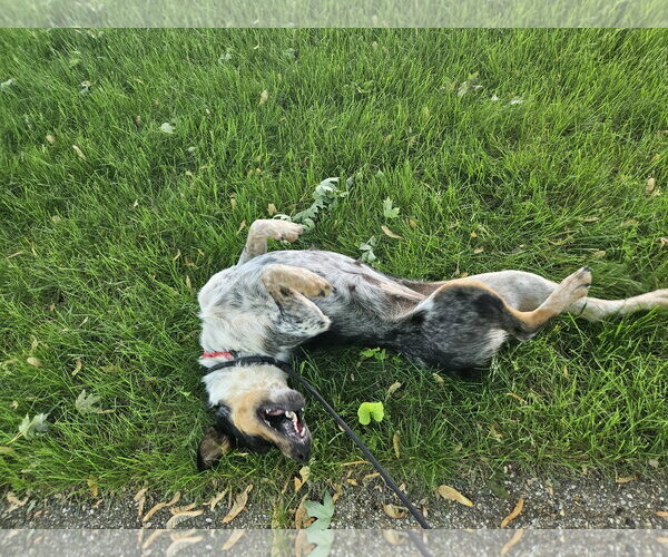 Medium Photo #4 Mutt Puppy For Sale in Garden City, NY, USA
