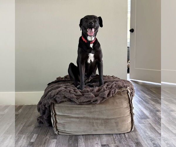 Medium Photo #5 Mutt Puppy For Sale in Royse City, TX, USA