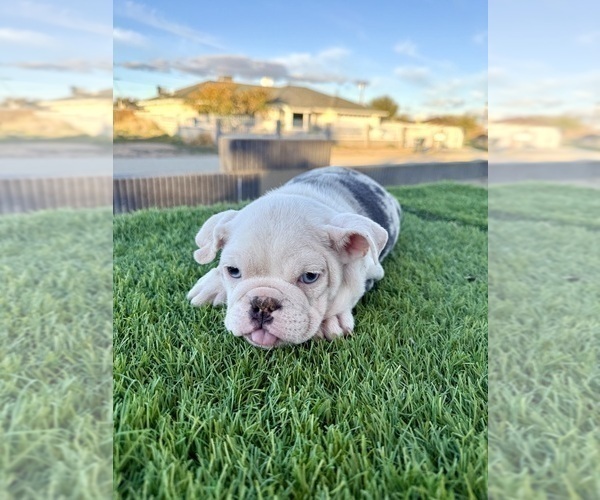 Medium Photo #4 English Bulldog Puppy For Sale in SAINT LOUIS, MO, USA