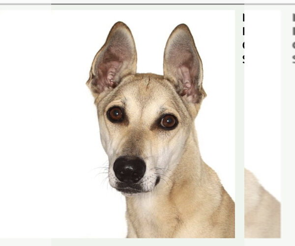 Medium Photo #1 Greyhound-Unknown Mix Puppy For Sale in Fort Pierce, FL, USA