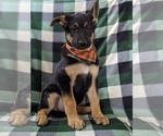 Small Photo #5 German Shepherd Dog Puppy For Sale in CHRISTIANA, PA, USA