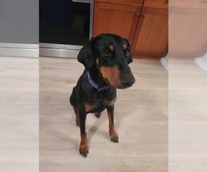 Doberman Pinscher Dogs for adoption in Minneaoplis, MN, USA