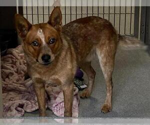 Mutt Dogs for adoption in Orange, CA, USA