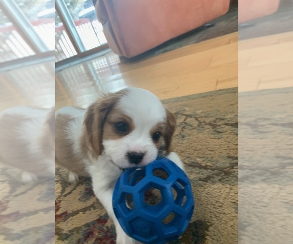 Medium Photo #1 Cavalier King Charles Spaniel Puppy For Sale in VALLEY CITY, OH, USA