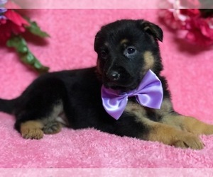 German Shepherd Dog Puppy for sale in CLAY, PA, USA