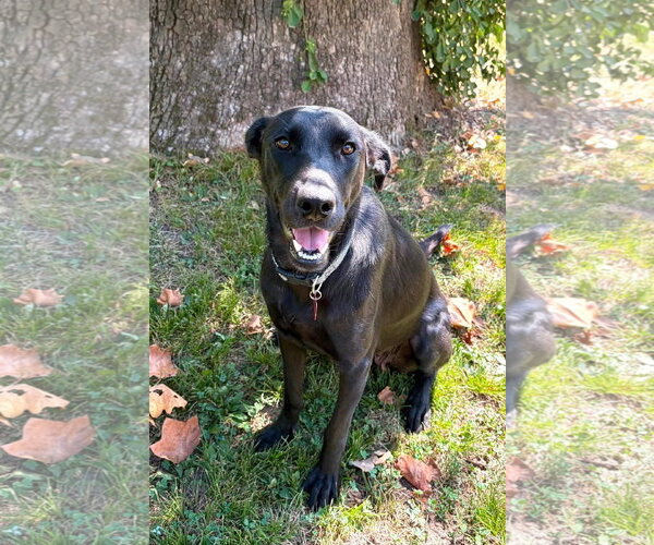 Medium Photo #4 Labrador Retriever-Unknown Mix Puppy For Sale in Hillsboro, MO, USA