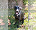 Small #3 Labrador Retriever Mix