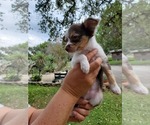 Small Photo #2 Chihuahua Puppy For Sale in CANYON LAKE, TX, USA