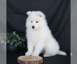 Samoyed Puppy for sale in GORDONVILLE, PA, USA