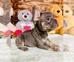 Puppy Carlee French Bulldog