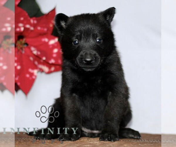 Medium Photo #3 Belgian Malinois Puppy For Sale in STRASBURG, PA, USA