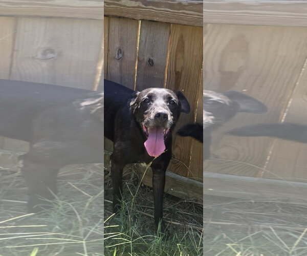 Medium Photo #2 Labrador Retriever-Unknown Mix Puppy For Sale in Jackson, MS, USA