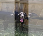 Small #1 Labrador Retriever Mix